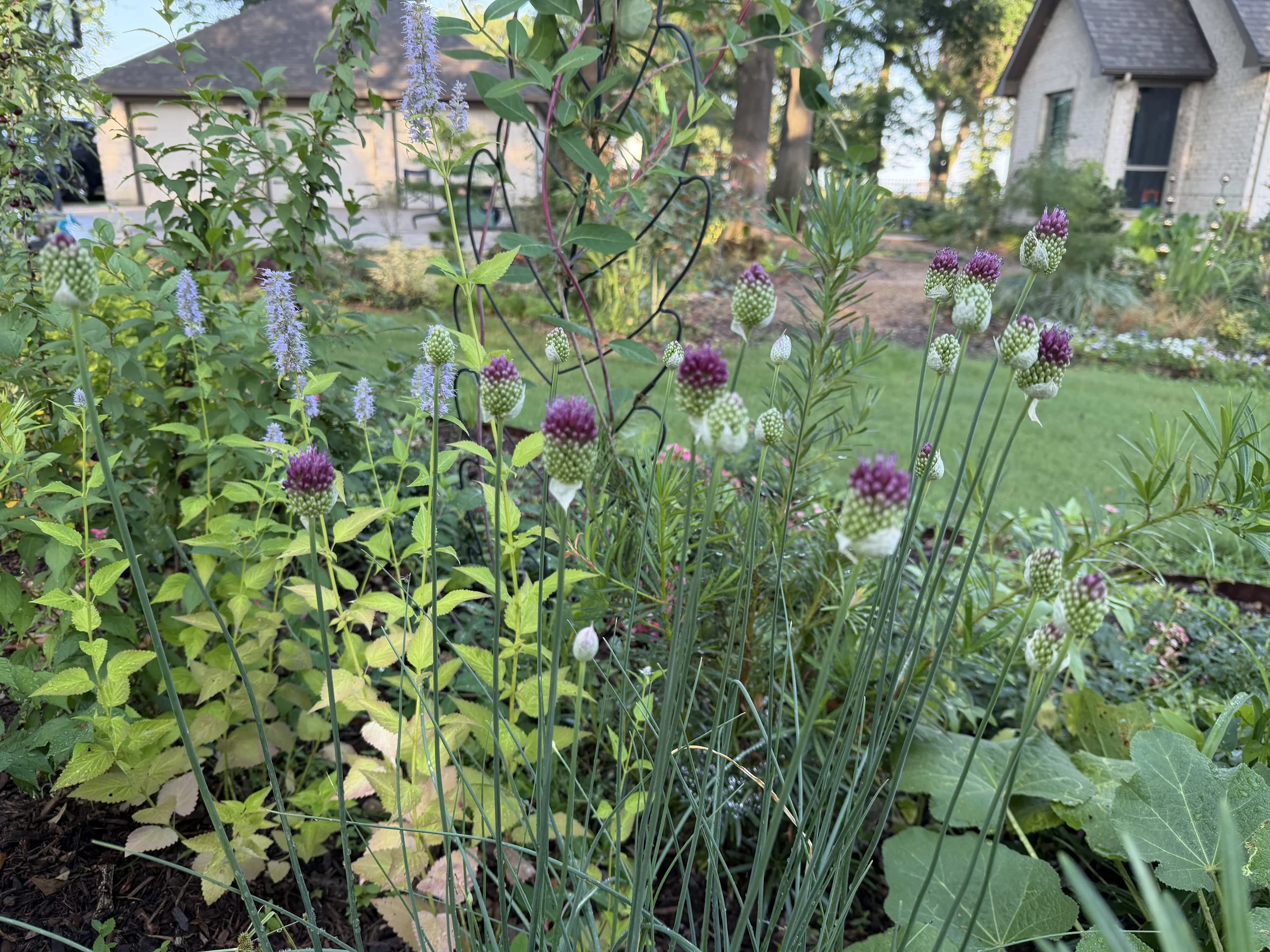 Alliums and layered planting with the home beyond
