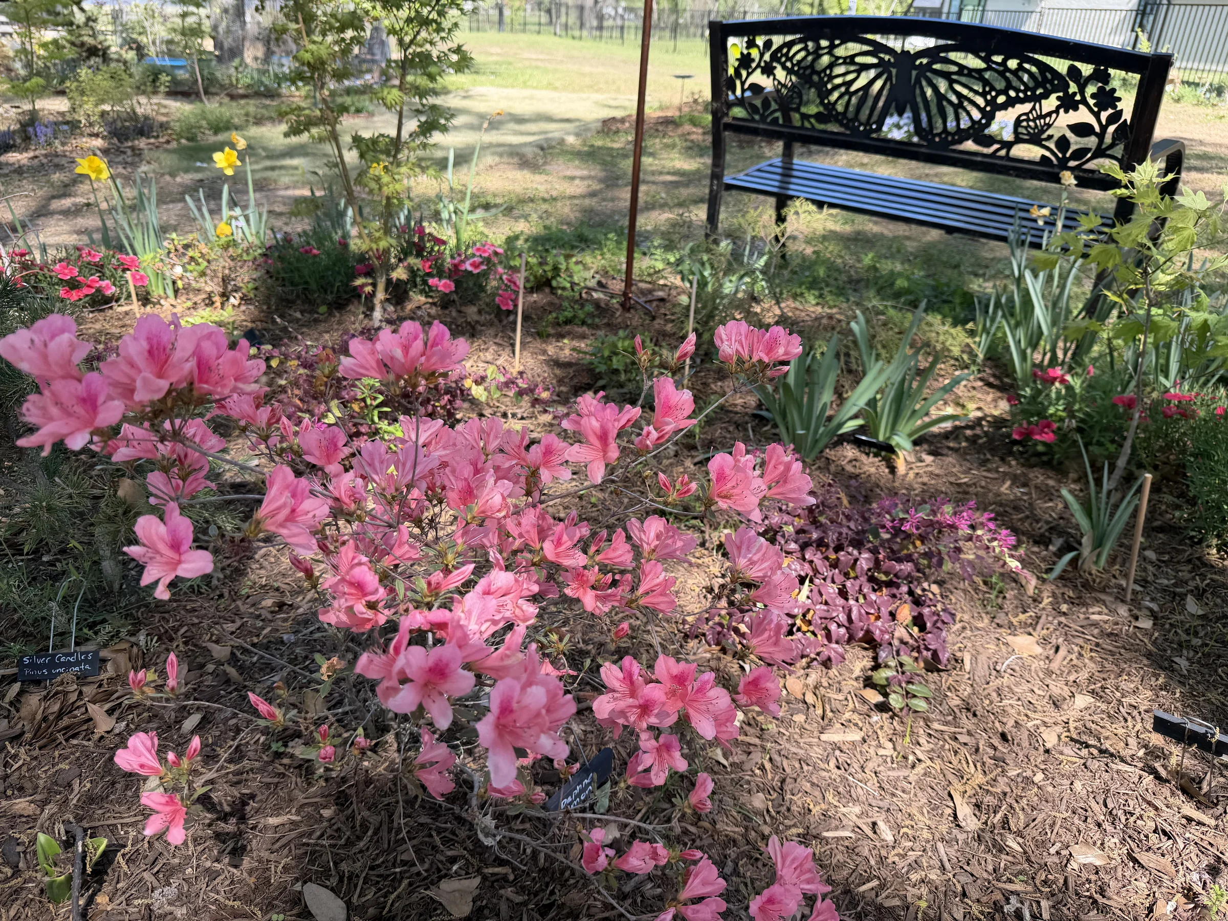 Pink azaleas blooming beside a butterfly garden bench
