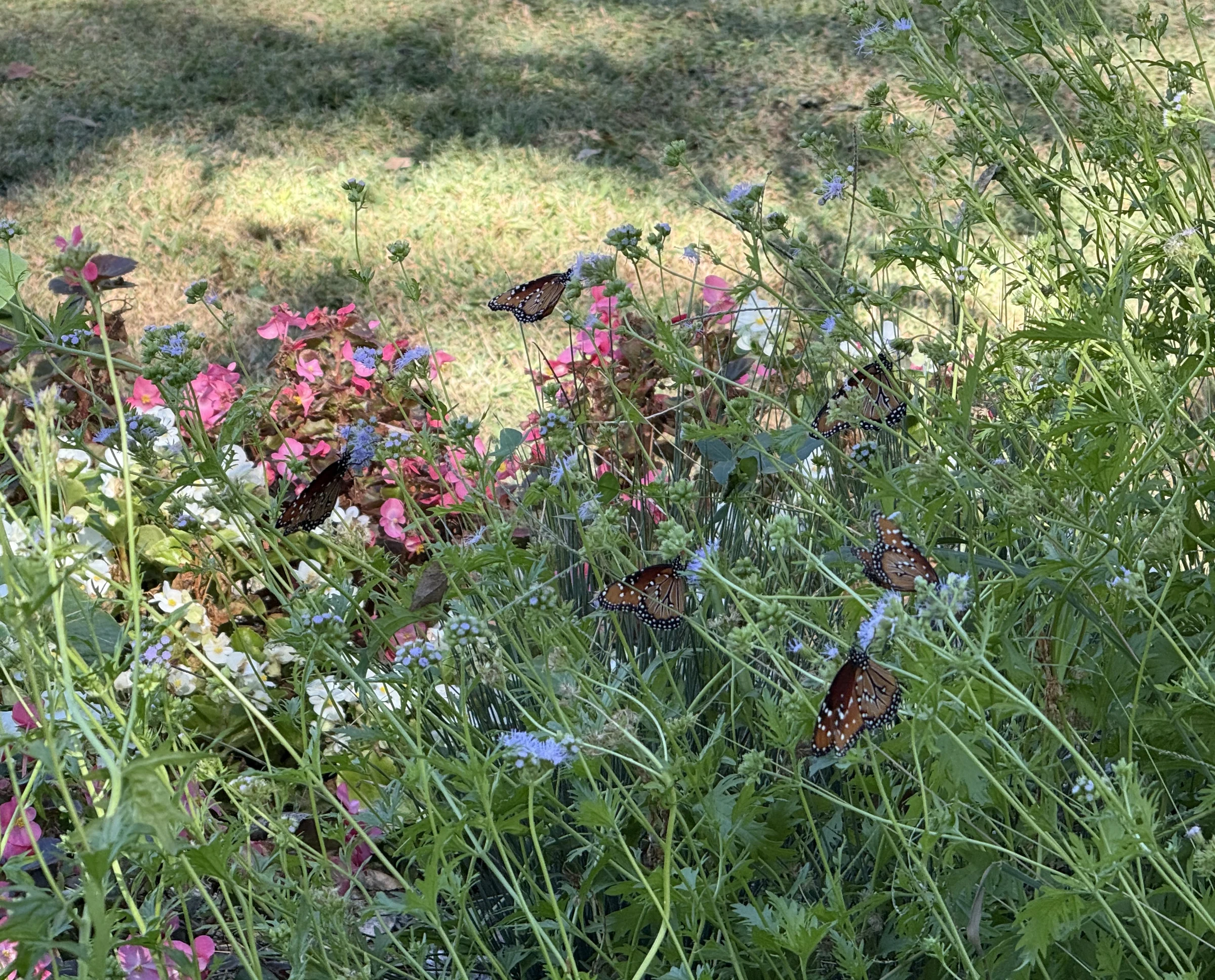 Multiple butterflies feeding among pink and blue flowers