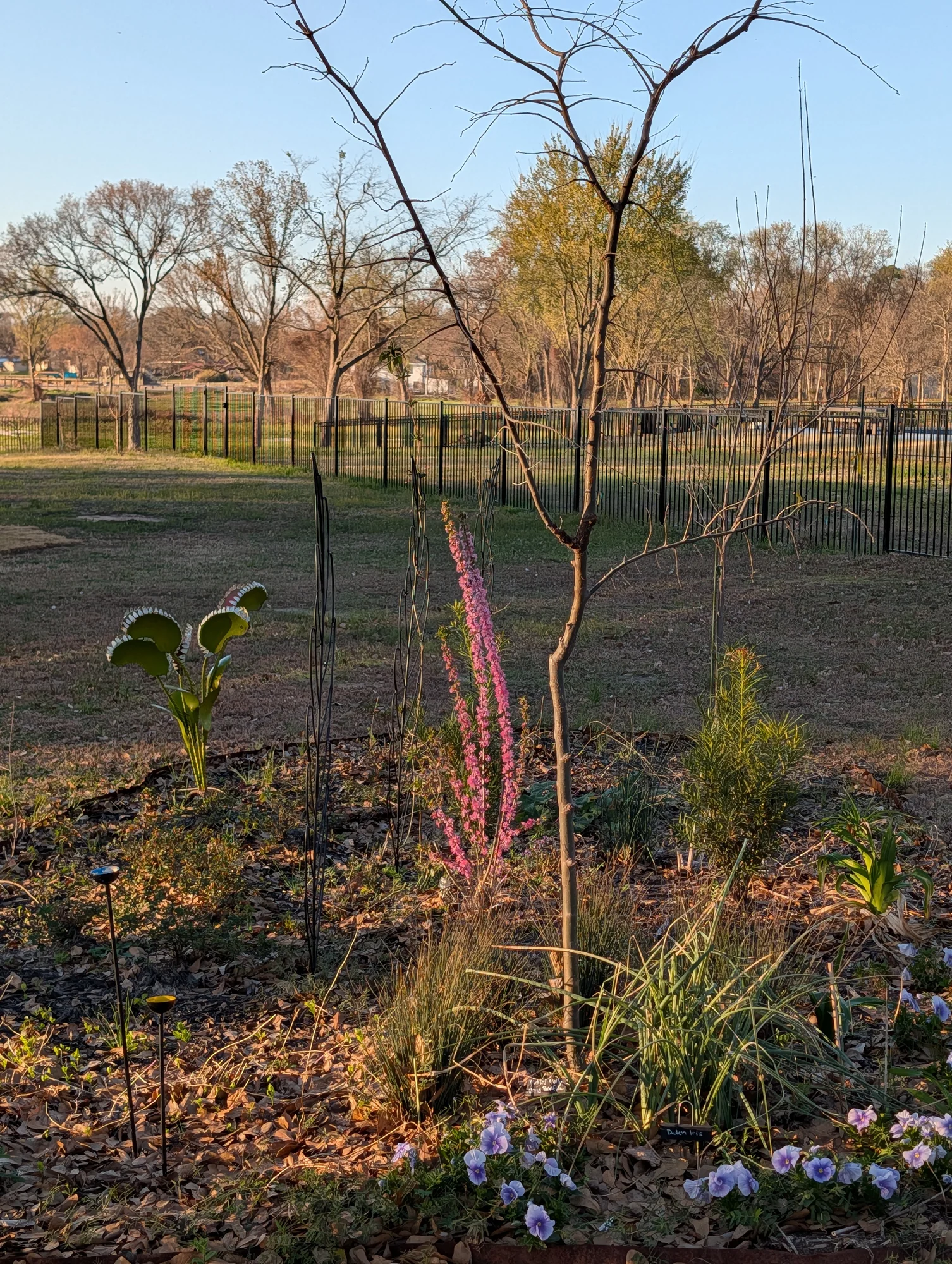 Winter garden with pansies, heather and evergreen structure