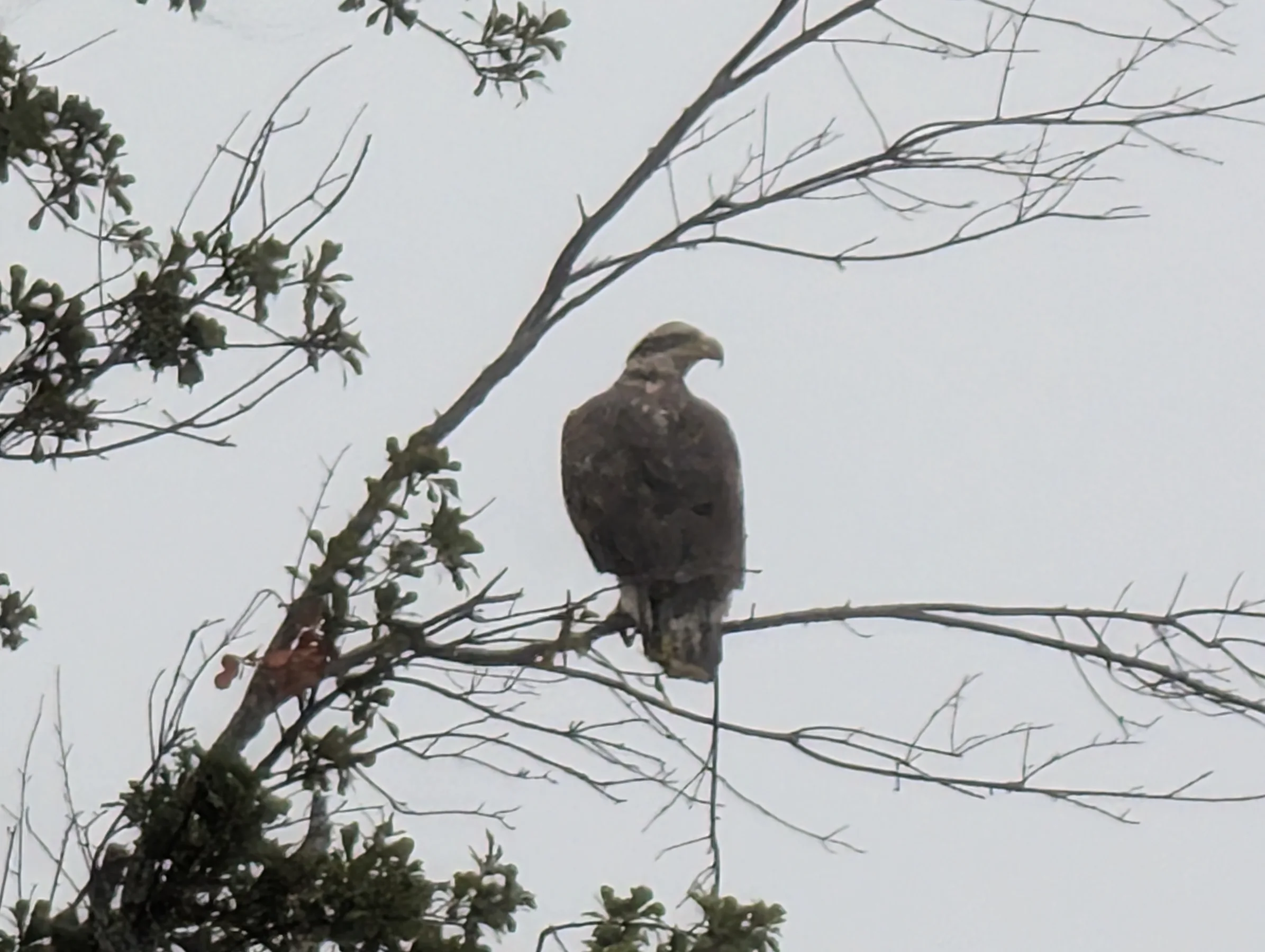 Eagle perched in a tree near Cedar Creek Lake