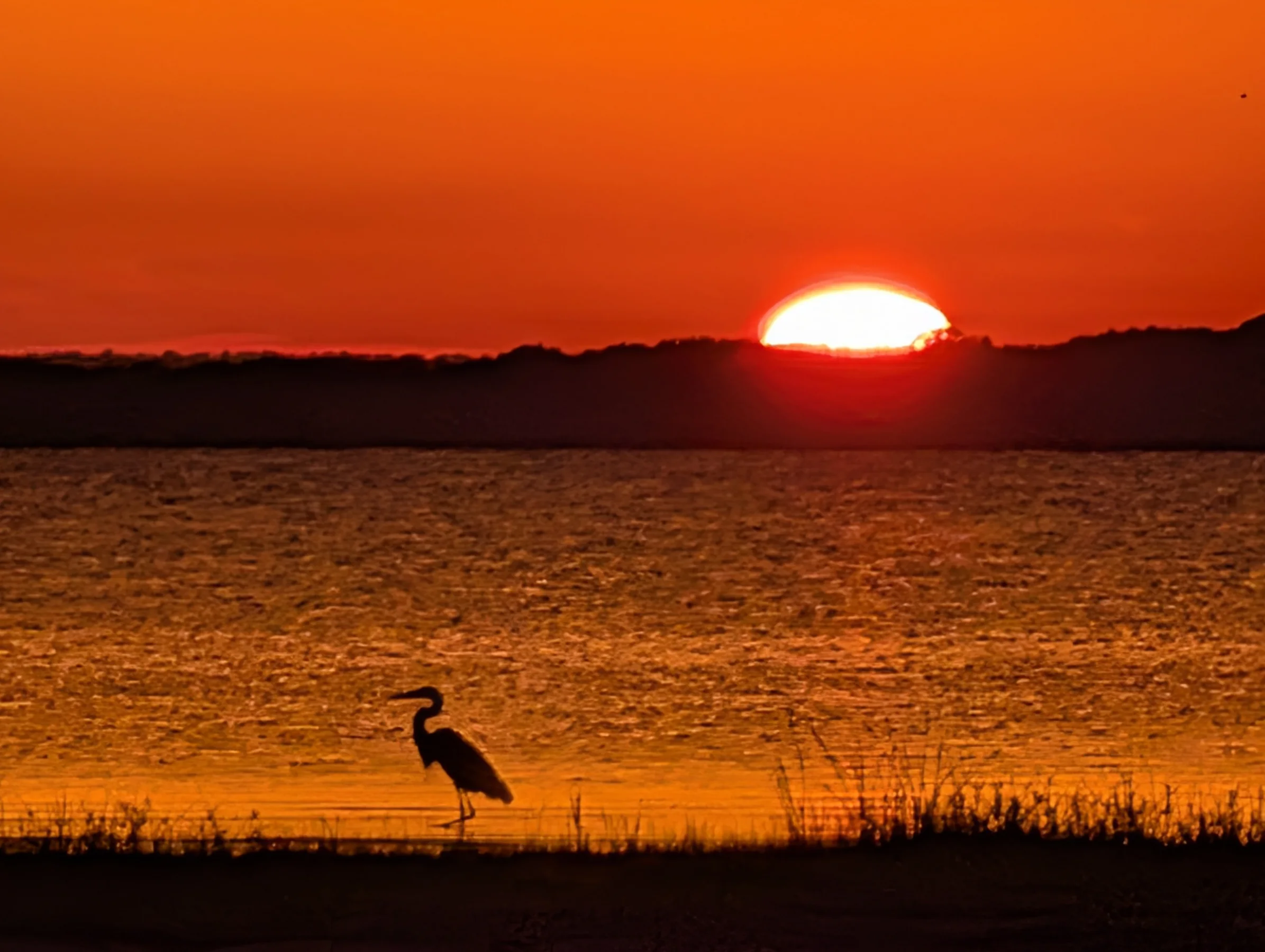 Heron silhouetted against a vivid Cedar Creek Lake sunset