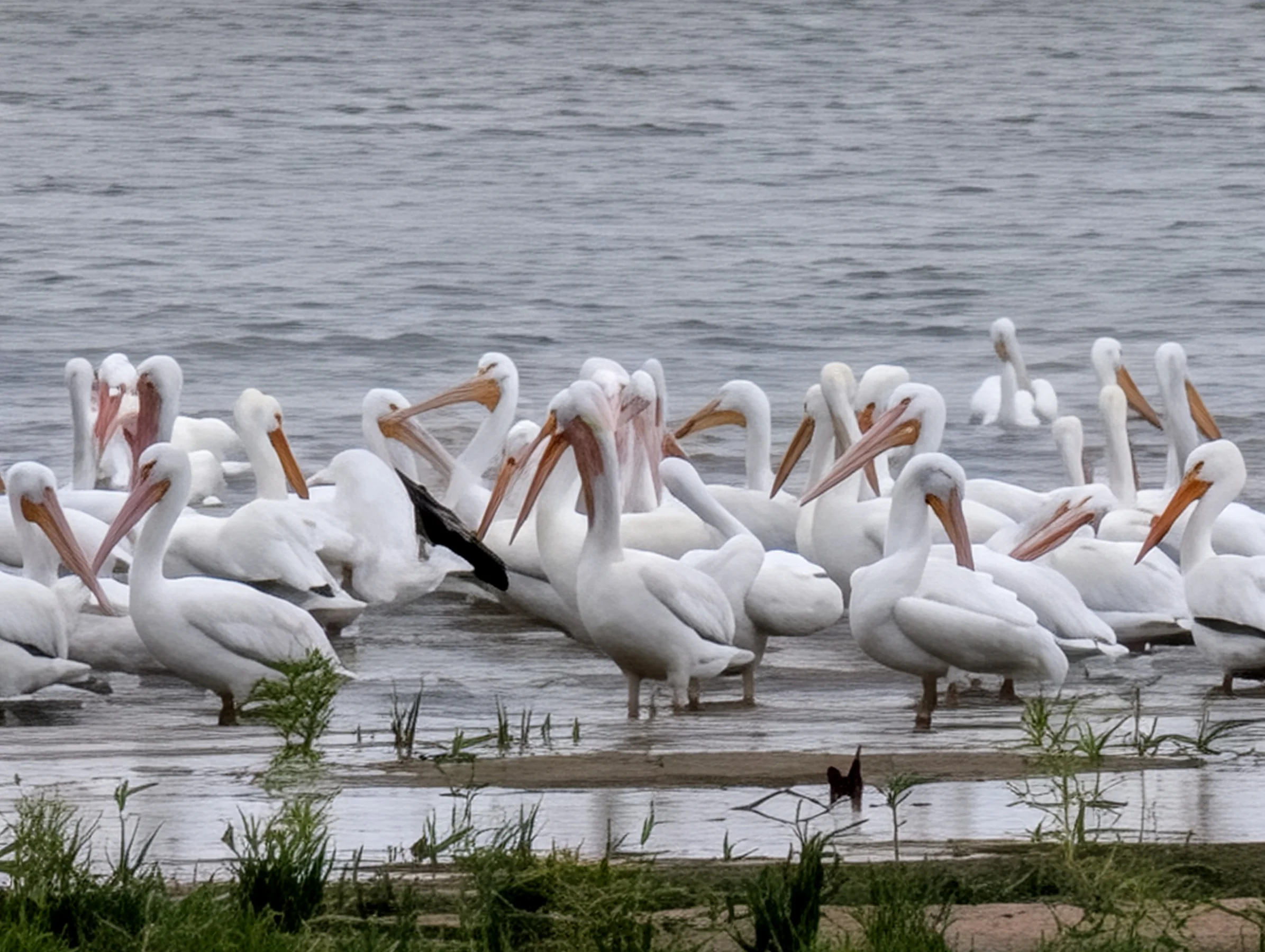 A large group of pelicans at the Cedar Creek Lake shoreline